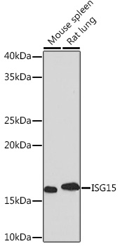[KD Validated] ISG15 Rabbit monoclonal antibody