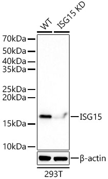 [KD Validated] ISG15 Rabbit monoclonal antibody