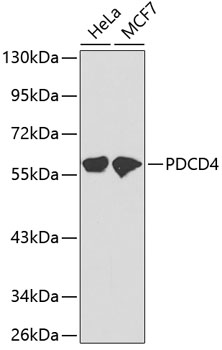 PDCD4 Rabbit polyclonal antibody