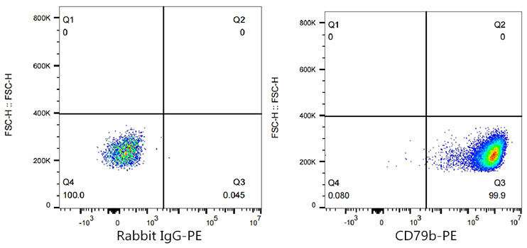 PE Rabbit anti-Human CD79b monoclonal antibody