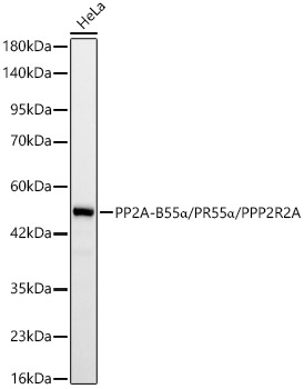 PP2A-B55A Alpha/PR55A Alpha/PPP2R2A Rabbit monoclonal antibody