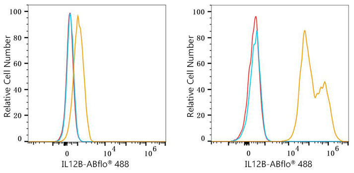IL12B Rabbit monoclonal antibody
