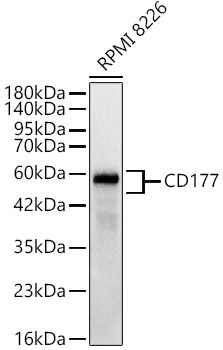 CD177 Rabbit monoclonal antibody