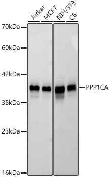 PPP1CA Rabbit monoclonal antibody