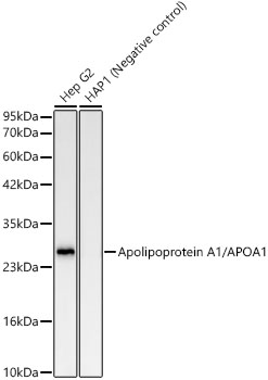 Apolipoprotein A1/APOA1 Rabbit monoclonal antibody