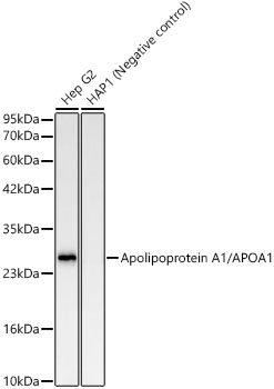 Apolipoprotein A1/APOA1 Rabbit mAb