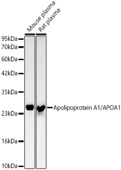Apolipoprotein A1/APOA1 Rabbit monoclonal antibody