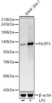NLRP3 Rabbit monoclonal antibody