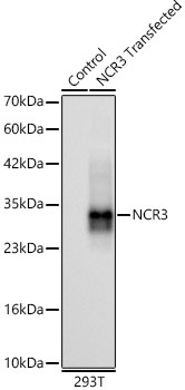 NCR3 Rabbit monoclonal antibody