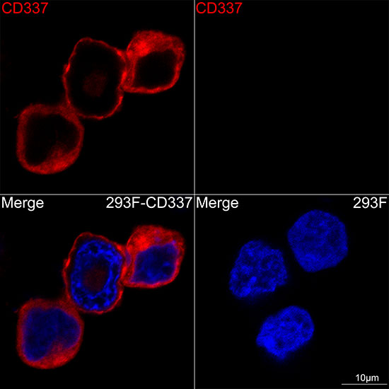 NCR3 Rabbit monoclonal antibody