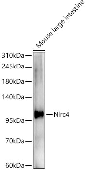 NLRC4 Rabbit polyclonal antibody