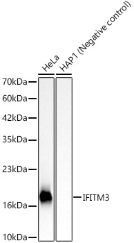 IFITM3 Rabbit monoclonal antibody