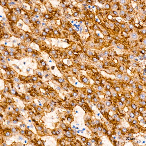 IFITM3 Rabbit monoclonal antibody