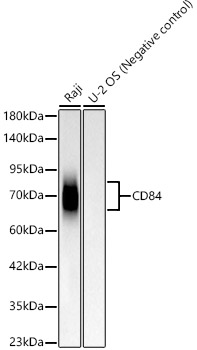 CD84 Rabbit monoclonal antibody