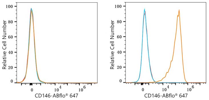 CD146 Rabbit monoclonal antibody