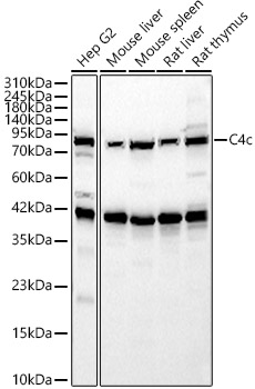C4c Rabbit polyclonal antibody