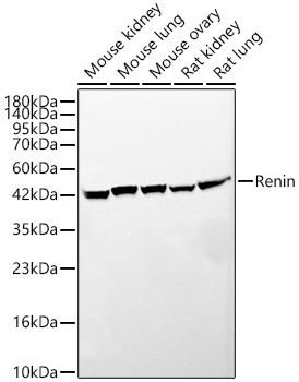 Renin Rabbit monoclonal antibody