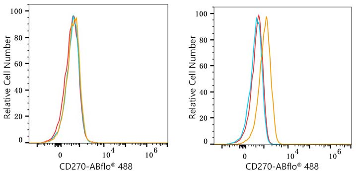 ABflo® 488 Rabbit anti-Human CD270/HVEM mAb