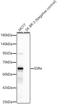 ESRA Alpha Rabbit monoclonal antibody