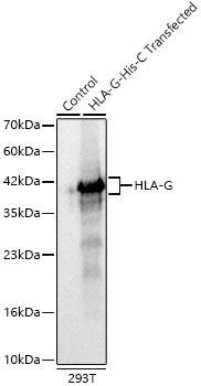 HLA-G Rabbit monoclonal antibody