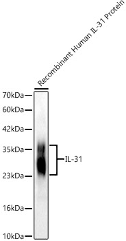 IL-31 Rabbit monoclonal antibody
