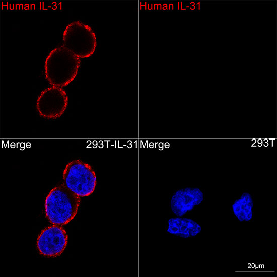 IL-31 Rabbit monoclonal antibody