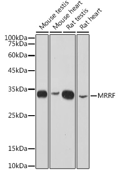 MRRF Rabbit monoclonal antibody