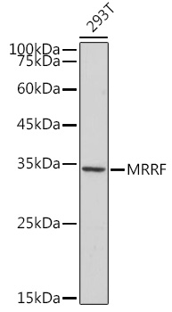 MRRF Rabbit monoclonal antibody