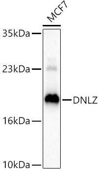DNLZ Rabbit polyclonal antibody