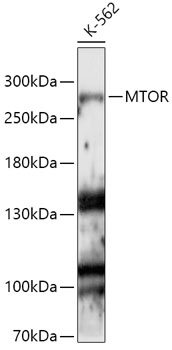 mTOR Rabbit polyclonal antibody