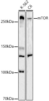 mTOR Rabbit polyclonal antibody