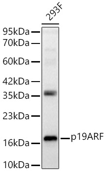 p19ARF Rabbit pAb