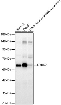 DYRK2 Rabbit polyclonal antibody