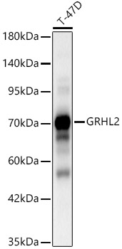 GRHL2 Rabbit polyclonal antibody