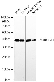 MARCKSL1 Rabbit pAb