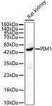 Western blot - PIM1 Rabbit pAb (A24475)