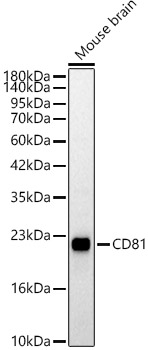 CD81 Rabbit polyclonal antibody