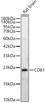 CD81 Rabbit polyclonal antibody