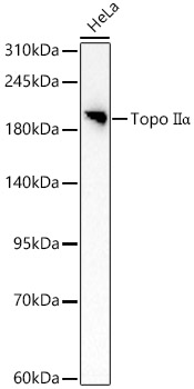 Topo IIA Alpha Rabbit polyclonal antibody