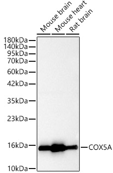 [KO Validated] COX5A Rabbit polyclonal antibody