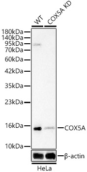 [KO Validated] COX5A Rabbit polyclonal antibody