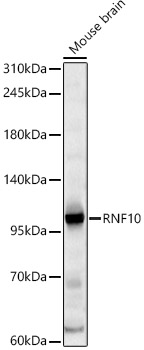 RNF10 Rabbit polyclonal antibody