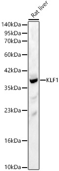 KLF1 Rabbit pAb