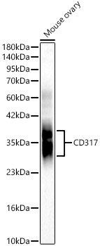 CD317 Rabbit pAb