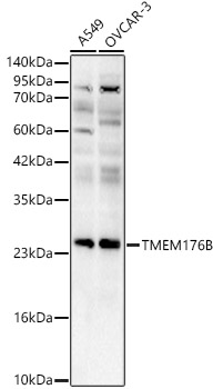 TMEM176B Rabbit polyclonal antibody