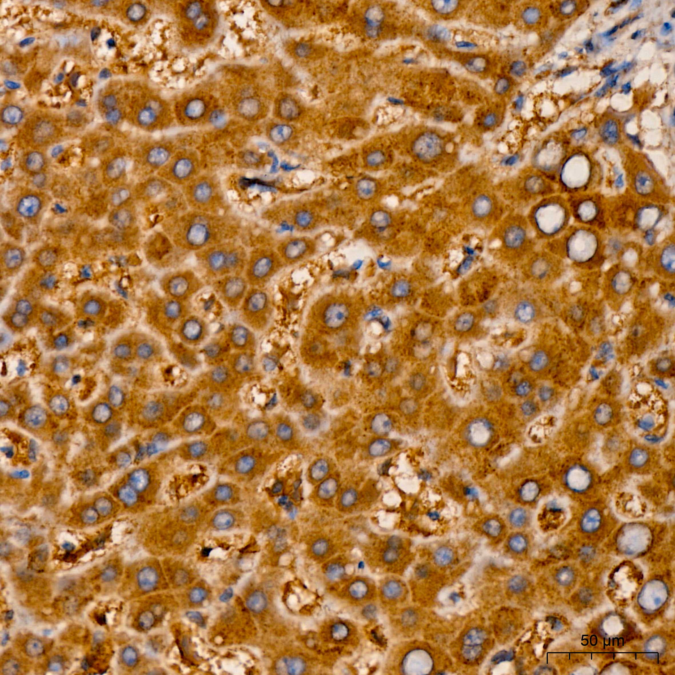 RNF126 Rabbit polyclonal antibody