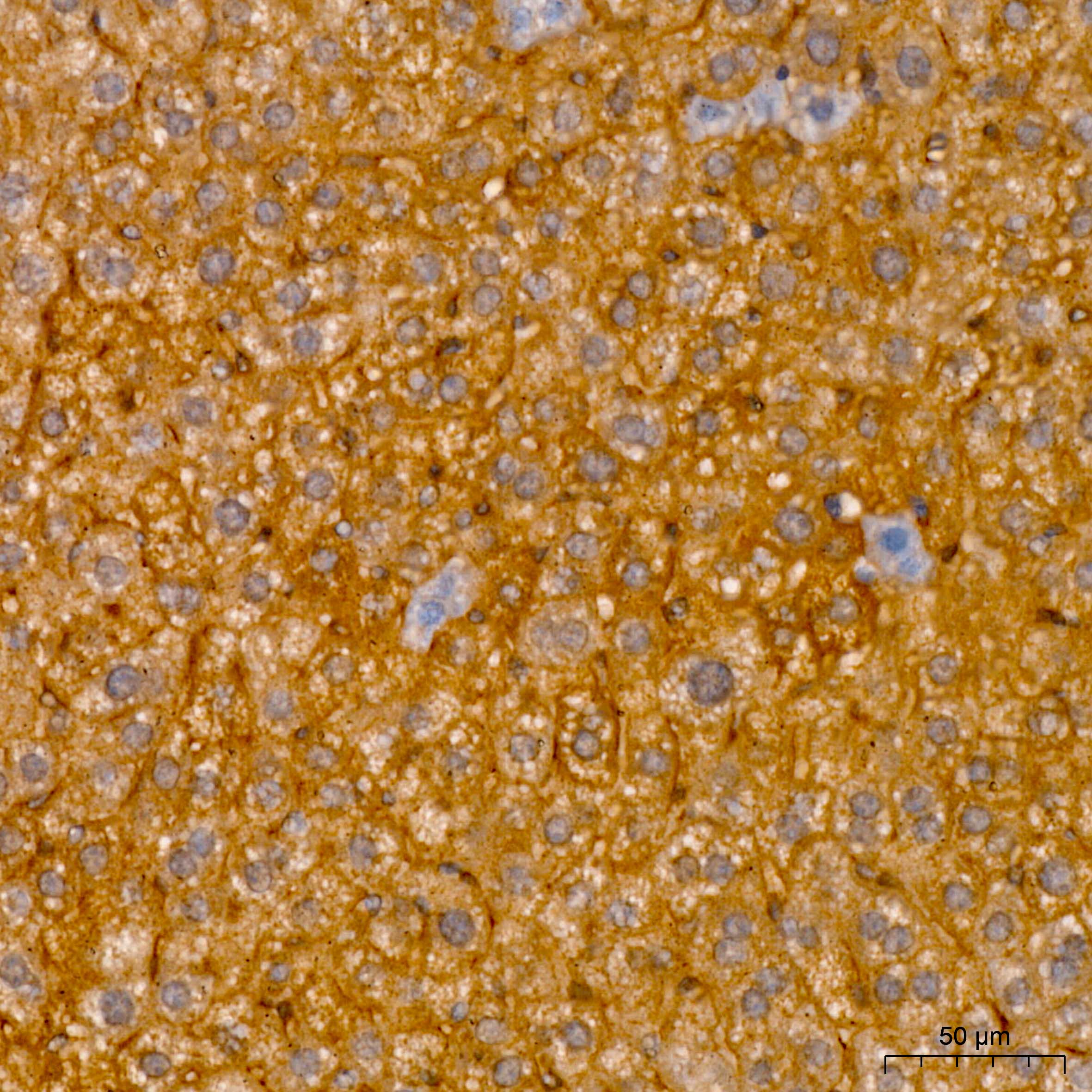 RNF126 Rabbit polyclonal antibody