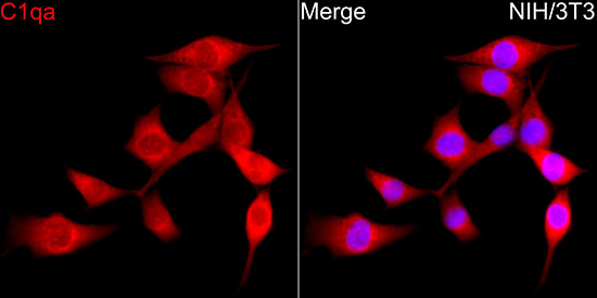 C1qa Rabbit polyclonal antibody