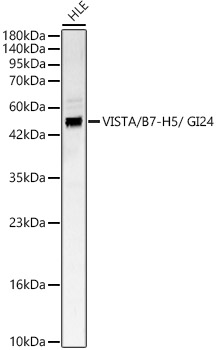 VISTA / B7-H5 / GI24 Rabbit polyclonal antibody
