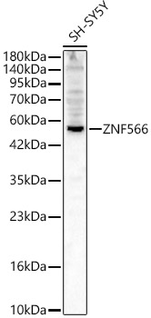 ZNF566 Rabbit polyclonal antibody